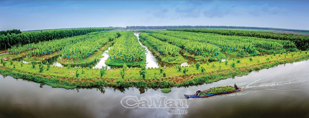 Mô hình trồng chuối già Nam Mỹ thích nghi trên đất rừng U Minh Hạ. Ảnh: Trần Trọng Thắng