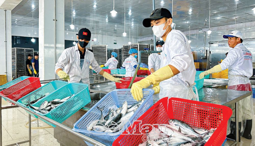 Doanh nghiệp thu mua thuỷ sản ở Sông Ðốc). Ảnh: Hồng Nhung