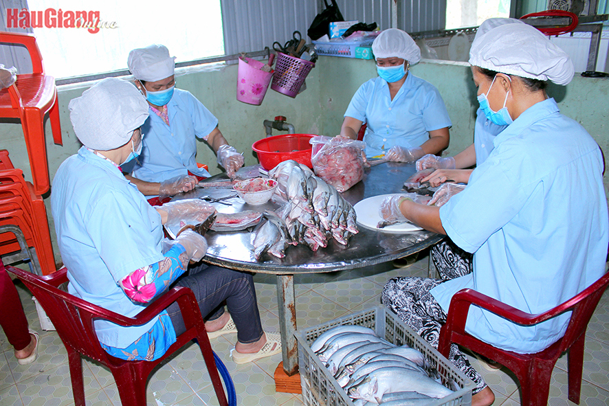 Sản phẩm c&aacute; th&aacute;t l&aacute;t của HTX Kỳ Như đ&atilde; c&oacute; mặt ở nhiều tỉnh, th&agrave;nh trong nước. Ảnh: T.Tr&uacute;c