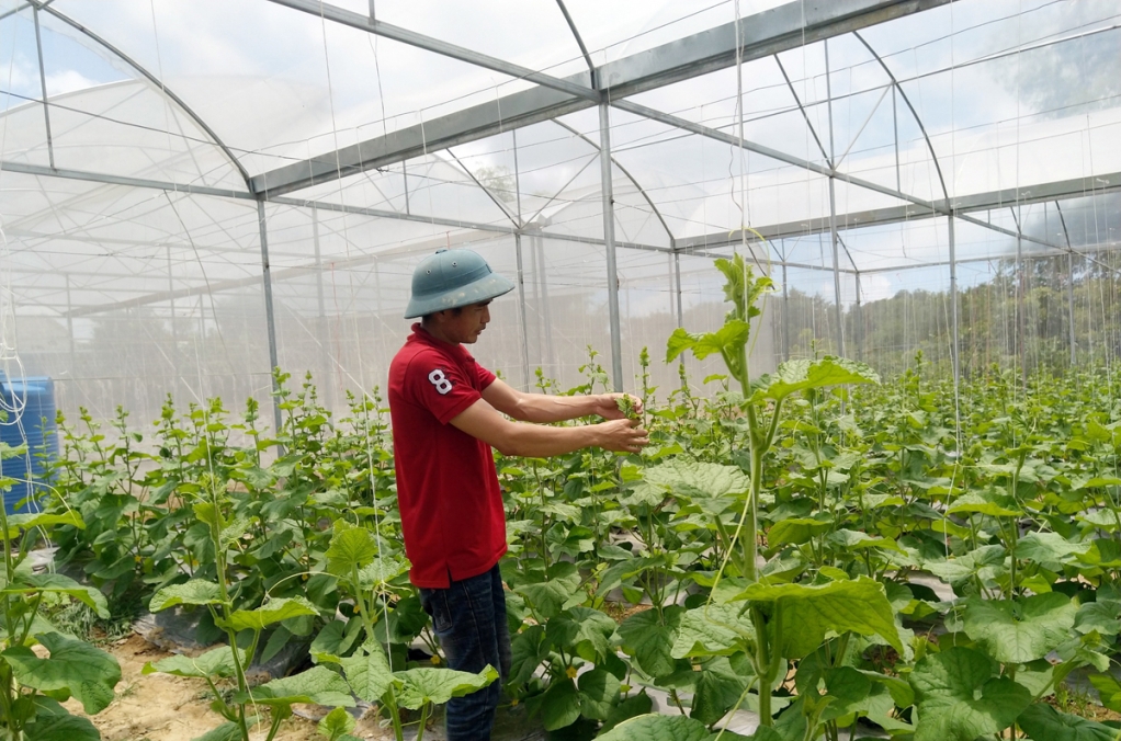 Bảo hiểm n&ocirc;ng nghiệp sẽ gi&uacute;p Hợp t&aacute;c x&atilde; y&ecirc;n t&acirc;m ph&aacute;t triển kinh tế