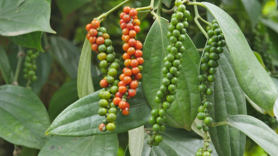 Hồ tiêu là một trong những nông sản xuất khẩu chủ lực của Quảng Trị