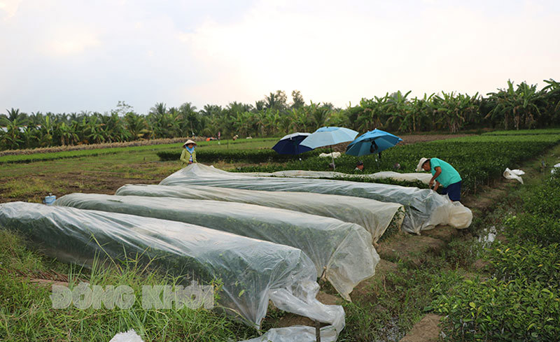 Sản xuất cây giống ở TP. Bến Tre. Ảnh: T. Thảo