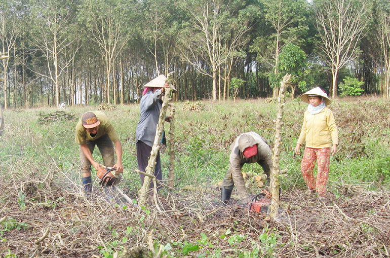 Đến nay, cấp giấy chứng nhận quyền sử dụng đất lần đầu trên địa bàn tỉnh đối với đất lâm nghiệp đạt gần 98,8%. Ảnh: Anh Ngọc