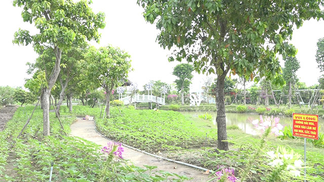 Con đường hoa hướng dương tại Điểm du lịch Vườn hồng Tư Tôn. Ảnh: Hoài Thảo