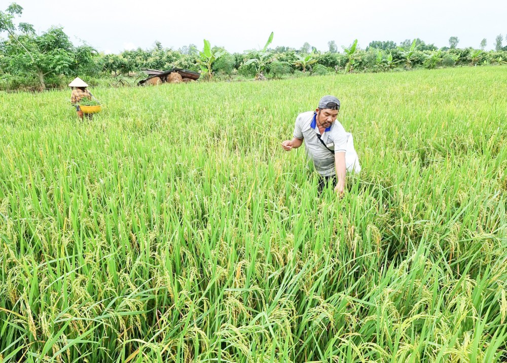 Nông dân sản xuất lúa hè thu 2022 tại TP. Cần Thơ và nhiều tỉnh vùng ĐBSCL rất mong giá lúa khởi sắc hơn khi nhiều loại vật tư tăng cao. Ảnh: KT