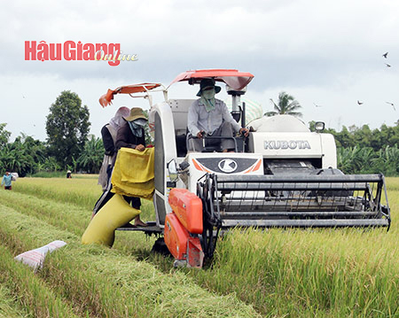 Ngành nông nghiệp sẽ tăng cường thực hiện các mô hình liên kết để thúc đẩy sản xuất và tiêu thụ nông sản cho người dân. Hữu Phước