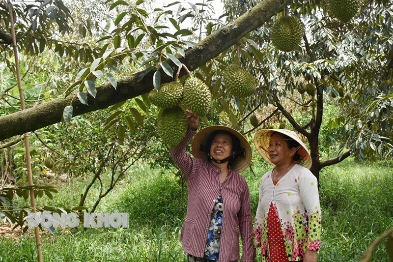 Cô Cao Thị Chiên (bìa trái) bên vườn sầu riêng. Ảnh: Trúc Lan