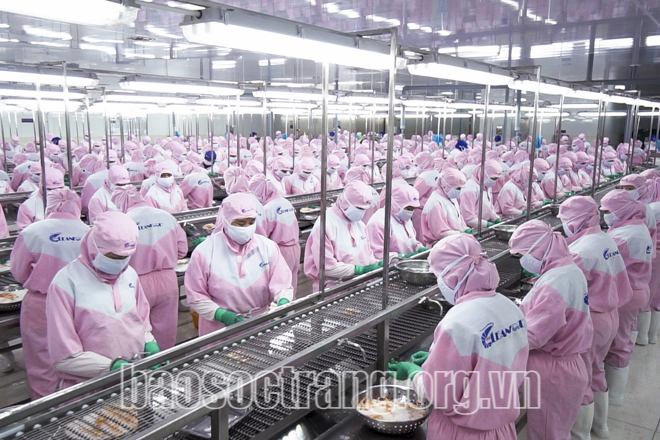 Nhờ nắm bắt tốt thời cơ và kiên định mục tiêu thủy sản sạch, Vinacleanfood không ngừng lớn mạnh vươn lên thành doanh nghiệp xuất khẩu tôm lớn của tỉnh và cả nước. Ảnh: Tích Chu