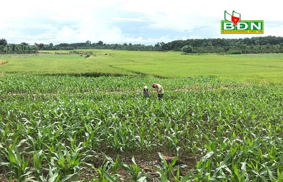 Nhiều diện tích lúa không phù hợp được người dân xã Đức Xuyên (Krông Nô) chuyển sang trồng ngô. Ảnh: Kim Ngân