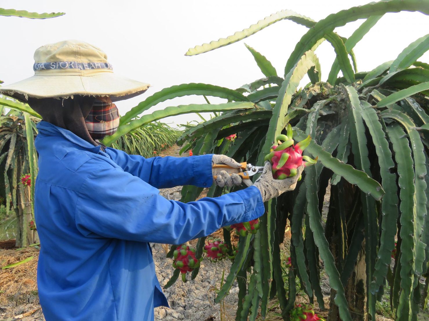 Thanh long có thêm kênh tiêu thụ là Bách Hóa Xanh thông qua Hiệp hội Thanh long Long An . Ảnh: Mai Hương
