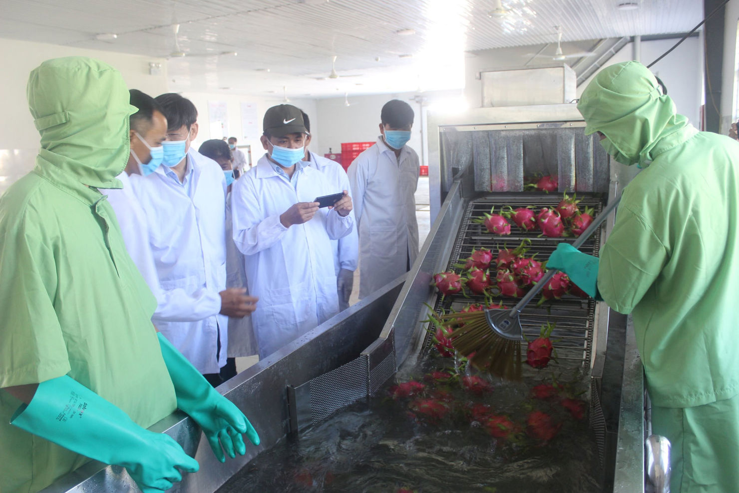 HTX nông nghiệp đều bị ảnh hưởng nghiêm trọng, đặc biệt là trái thanh long. Ảnh: MV