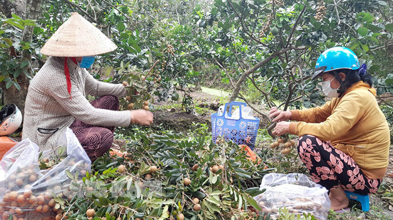 Người dân thu hoạch nhãn ở Tam Hiệp. Ảnh: CTV