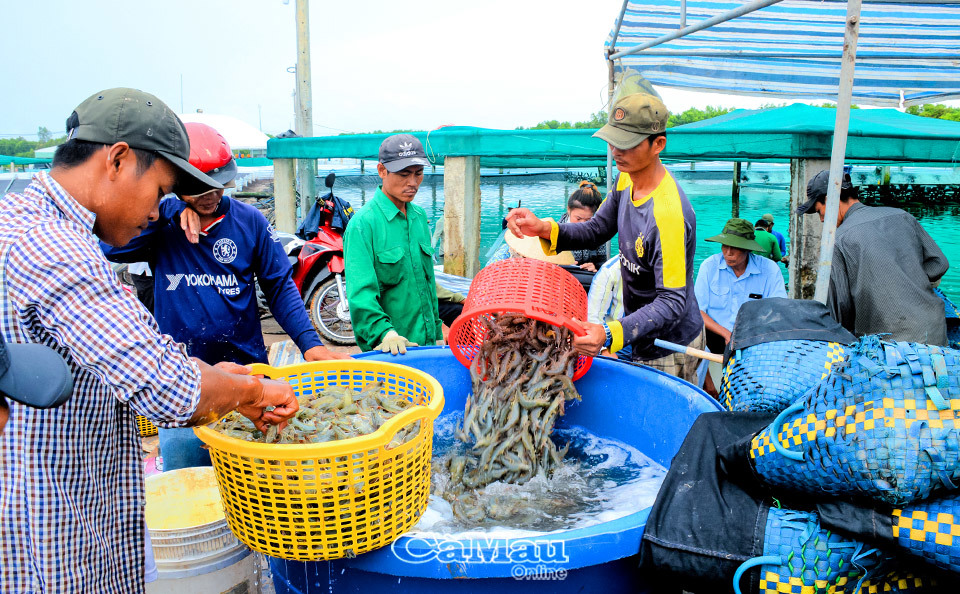 Giá tôm nguyên liệu tăng cao là tín hiệu vui cho nông dân và xuất khẩu thuỷ sản những tháng cuối năm. Ảnh: Phú Hữu