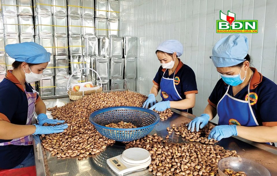 Phân loại hạt điều rang muối tại Công ty TNHH Hồng Đức (Đắk R'lấp). Ảnh: LD