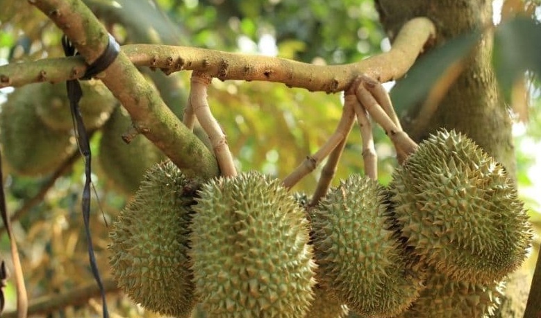 Đây không phải là truy thu thuế của người nông dân trồng sầu riêng, mà chỉ áp dụng đối với các hộ kinh doanh thu mua sầu riêng không đăng ký kinh doanh, không thực hiện nghĩa vụ thuế. Ảnh internet