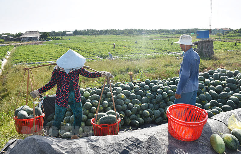 UBND tỉnh Bến Tre yêu cầu xây dựng kịch bản cụ thể cho việc huy động lực lượng, diện tích thu hoạch gắn với sản lượng kết nối tiêu thụ trên địa bàn.