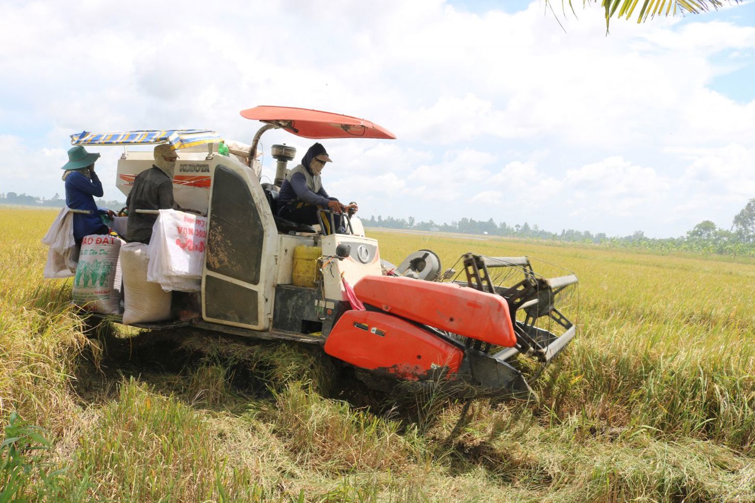 Cấp bách ổn định sản xuất nông nghiệp. Ảnh Khánh Trung