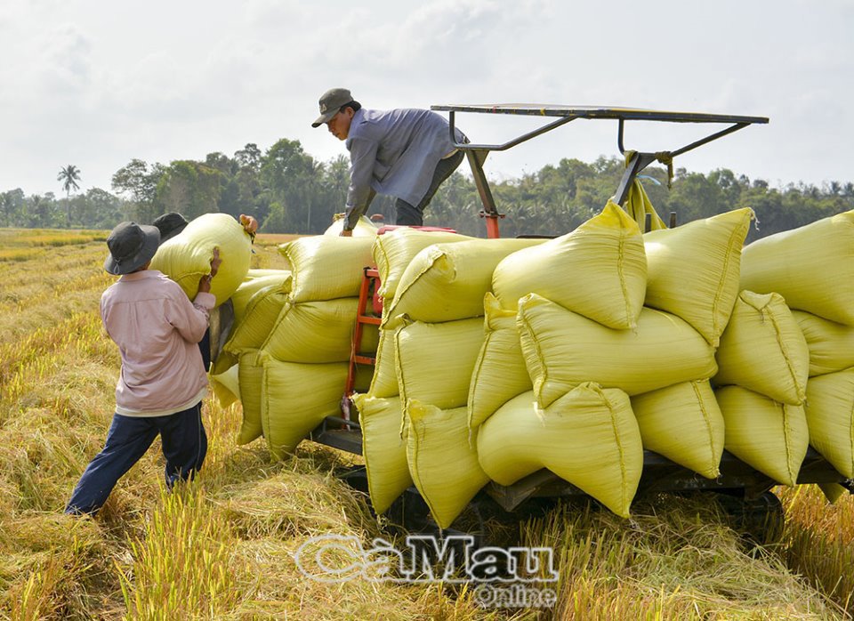 Xây dựng cổng thông tin cập nhật tình hình sản xuất, tiêu thụ cho Đồng bằng sông Cửu Long. Ảnh báo Cà Mau