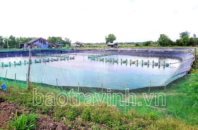 Người nuôi thủy sản tỉnh Trà Vinh khó khăn tìm đầu ra. Ảnh: Hữu Huệ