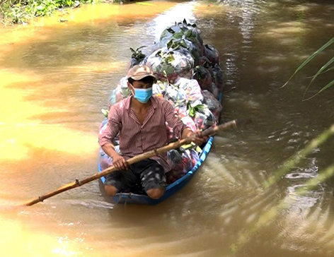 Mặt hàng trái cây của nông dân trong tỉnh Hậu Giang tuy đang được tiêu thụ bằng nhiều hình thức nhưng vẫn còn số lượng lớn cần được giải cứu trong lúc này. Ảnh: Hữu Phước