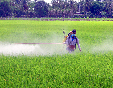 Diện tích lúa Thu đông có thể không đạt kế hoạch nên nông dân trong tỉnh đang tích cực chăm sóc để đạt năng suất cao. Ảnh: Hữu Phước