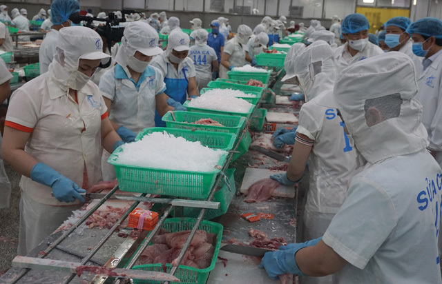 Cá tra là một trong những ngành hàng chủ lực của tỉnh. Ảnh: Mỹ Lý