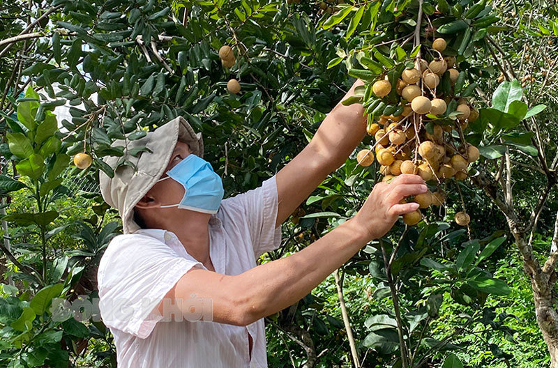 Hỗ trợ tiêu thụ nhãn xuồng huyện Châu Thành, tỉnh Bến Tre trong tình hình dịch Covid-19. Ảnh: Cẩm Trúc