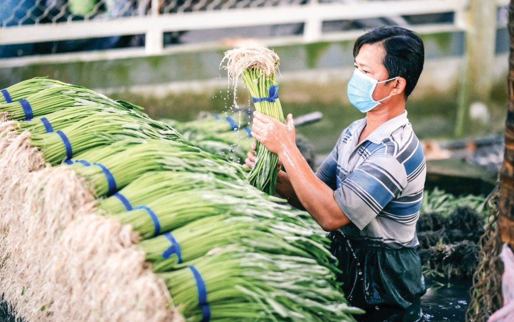 Thu hoạch rau muống tại một HTX trên địa bàn phường Thới An, quận Ô Môn. Ảnh: Mỹ Hoa