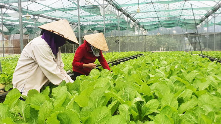 Mô hình nông nghiệp ứng dụng công nghệ cao mở ra nhiều cơ hội cho nông dân Quảng Bình tiếp cận các thị trường tiềm năng.Ảnh: Mai Nhân