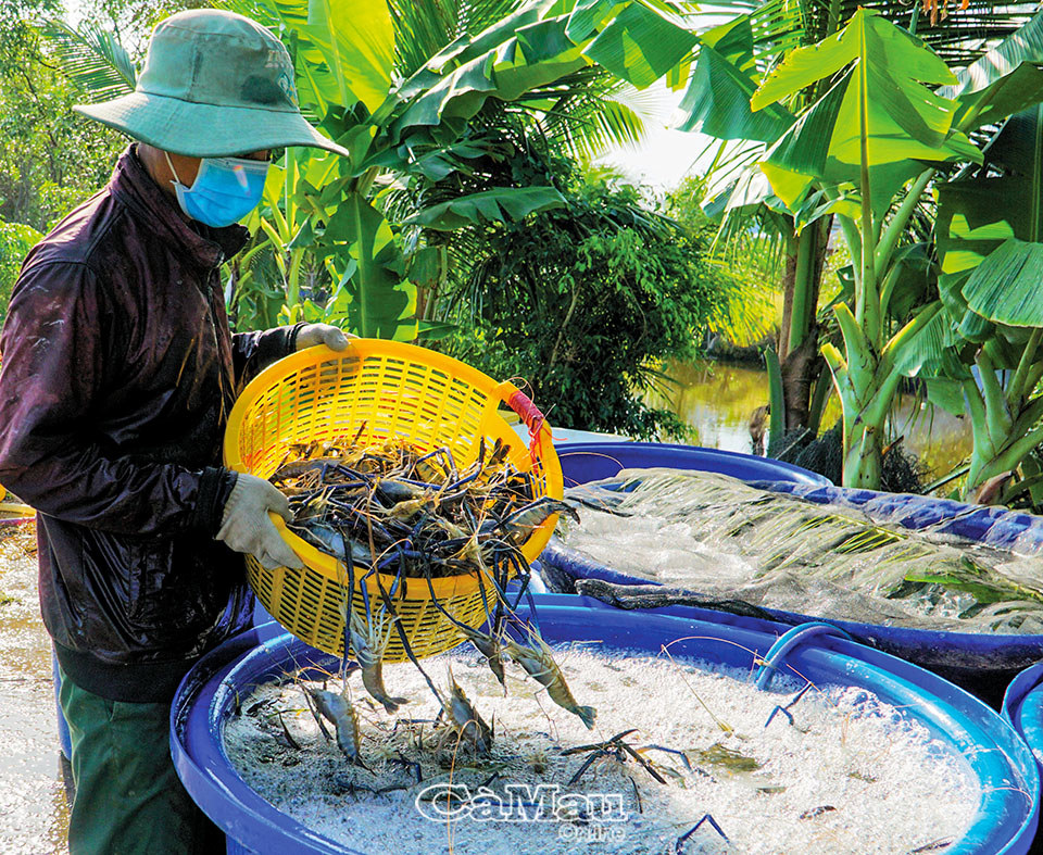Người dân Ấp 9, xã Trí Lực, thu hoạch tôm càng xanh. Ảnh: