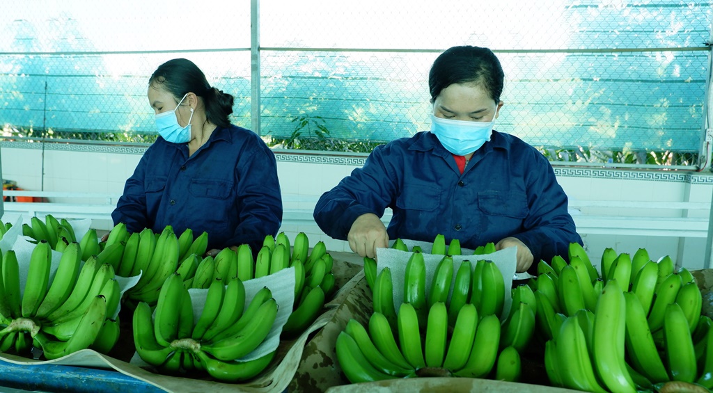 Xuất khẩu rau quả dù khó khăn nhưng vẫn tăng so với cùng kỳ. Ảnh: Phước Bình