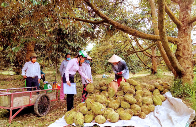Cán bộ Ngân hàng Chính sách xã hội tìm hiểu việc sử dụng vốn vay của khách hàng (xã An Phú Thuận, huyện Châu Thành). Ảnh: TN