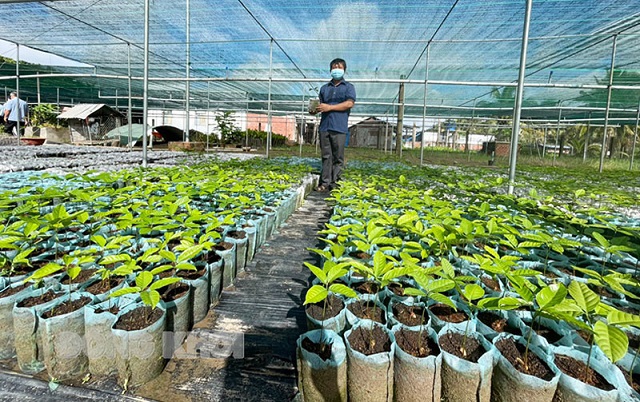 Hợp tác xã Nông nghiệp Thắng Lợi (Chợ Lách) khôi phục sản xuất. Ảnh: C. Trúc