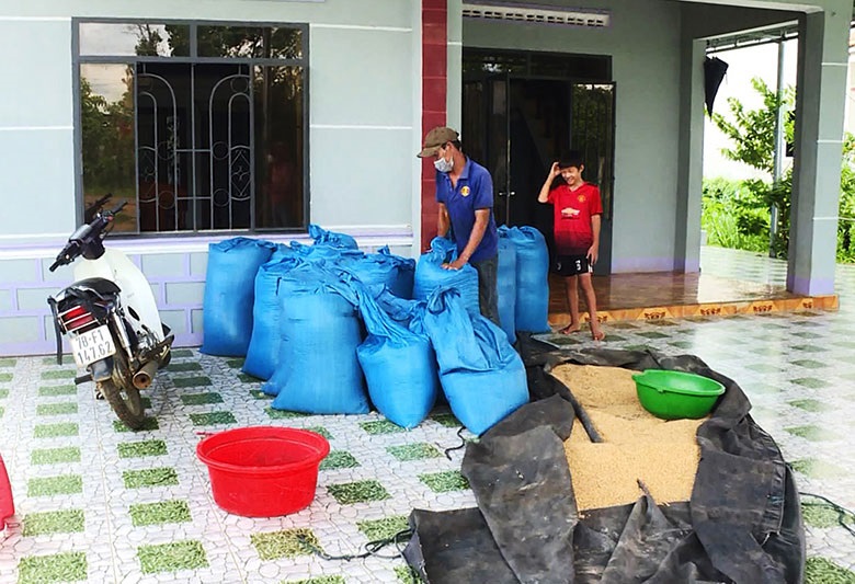 Ông Nguyễn Ngạc ở xã Sơn Thành Đông (huyện Tây Hòa) giữ lúa lại chưa bán do giá thấp. Ảnh: Nguyễn Chương