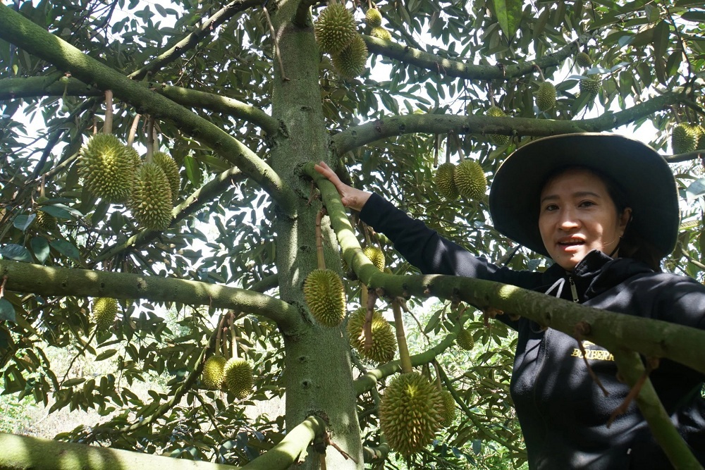 Sầu riêng là cây khó tính đòi hỏi quy trình chăm sóc bài bản và đúng thời điểm. Ảnh: Hưng Nguyên