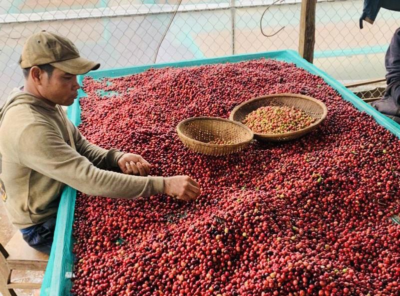Những quả cà phê chín đỏ làm nên thương hiệu cà phê Buôn Ma Thuột. Ảnh: Thanh Nga.