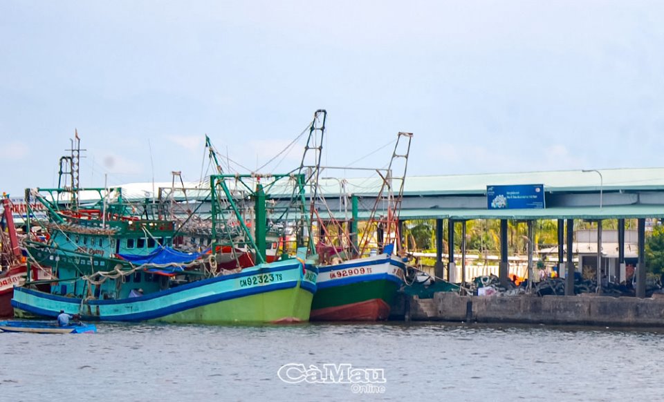 Sản lượng khai thác của Cà Mau, đến hết tháng 9/2021, đạt 180.718 tấn, bằng 101.74 % so cùng kỳ năm 2020, đạt 78.57 % kế hoạch năm.. Ảnh: NP