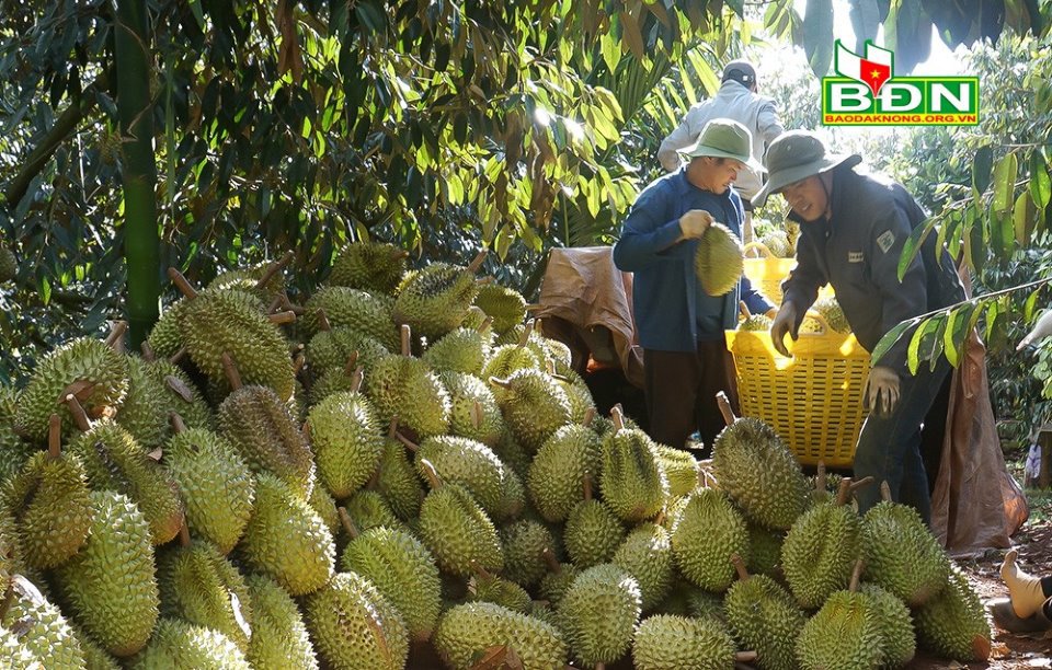 Sầu riêng được thương lái tới vườn thu mua. Ảnh: Hưng Nguyên