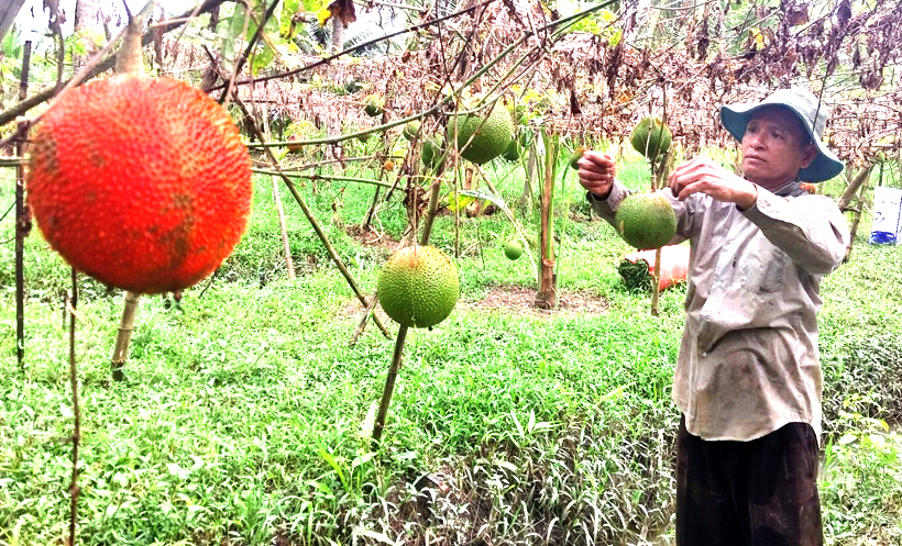 Nông nghiệp được xác định là mũi nhọn của tỉnh Sóc Trăng. Ảnh: Hữu Huệ