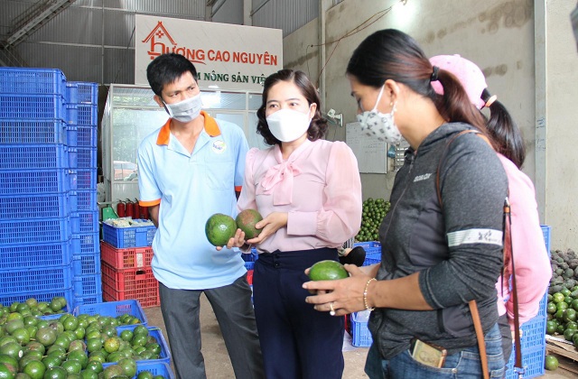 Công ty Cổ phần Sản xuất và Dịch vụ nông nghiệp Hương Cao Nguyên liên kết tiêu thụ bơ cho nông dân. Ảnh: M.Thuận