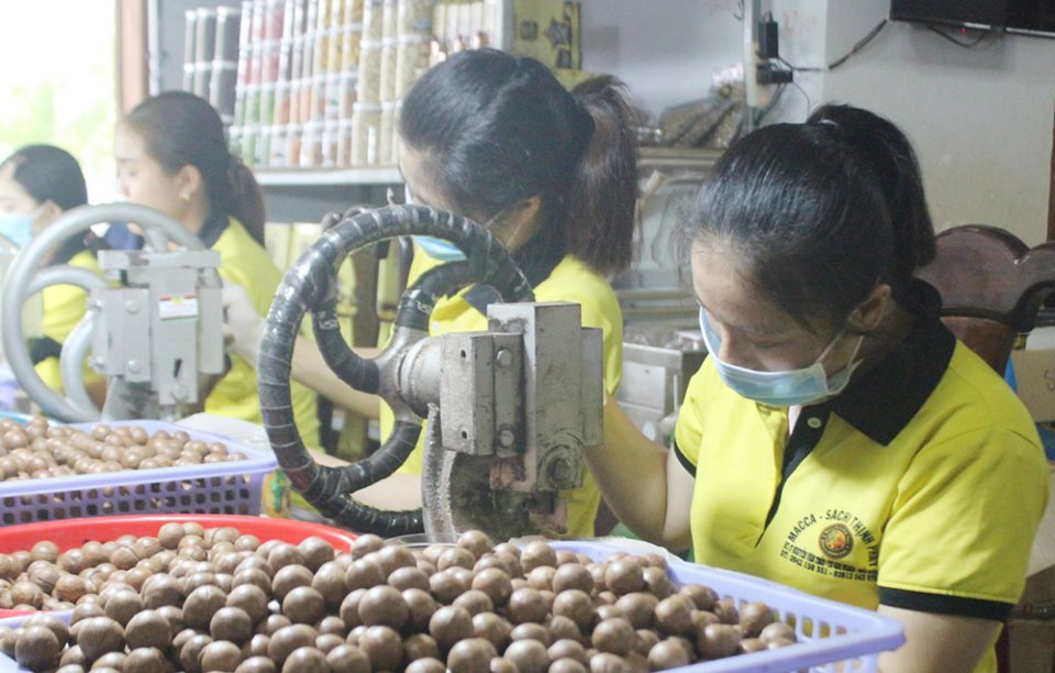 Sản xuất mắc ca tại Công ty TNHH Thương mại và Xuất nhập khẩu Macca Sachi Thịnh Phát (Gia Nghĩa). Ảnh: LD
