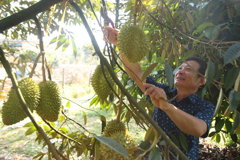 Sầu riêng là một trong những nông sản của Lâm Đồng đã khẳng định được thương hiệu trong và ngoài nước. Ảnh: Tuấn Linh