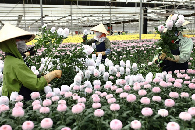 Với khí hậu ôn đới, Đà Lạt nổi tiếng với nhiều loại hoa làm nên thương hiệu của Công ty Dalat Hasfarm. Ảnh: Tuấn Linh.