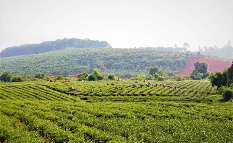 Trong những năm qua, xuất khẩu chè cũng chiếm sản lượng đáng kể, chủ yếu là từ thủ phủ chè Bảo Lộc. Ảnh: Tuấn Linh