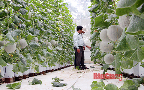 Hậu Giang đẩy mạnh quá trình hỗ trợ nông dân chuyển đổi số trong sản xuất và tiêu thụ nông sản. Ảnh: Ngọc Anh