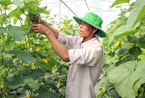 Nhiều hộ dân đã xây dựng được mô hình sản xuất hiệu quả khi chuyển đổi cây trồng. Ảnh: T.Trúc