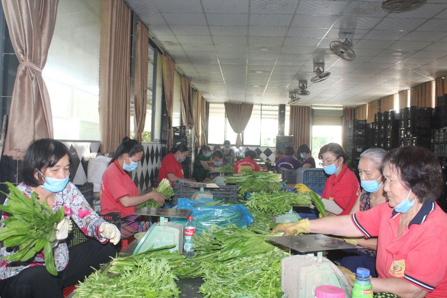 Kinh tế tập thể đóng vai trò quan trọng trong tái cơ cấu ngành Nông nghiệp nhưng hiện nay vẫn chưa phát huy hết vai trò, tiềm năng nên rất cần sự quan tâm nhiều hơn nữa của cấp ủy, chính quyền trong thời gian tới. Ảnh: LN