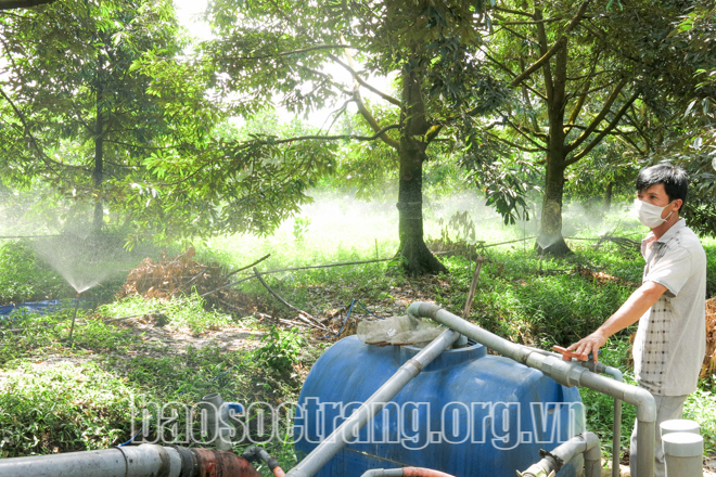 Nhiều HTX cây ăn trái được ngành Nông nghiệp Sóc Trăng hỗ trợ các mô hình tưới phun tiết kiệm nước ứng phó hạn, mặn. Ảnh: Thúy Liễu