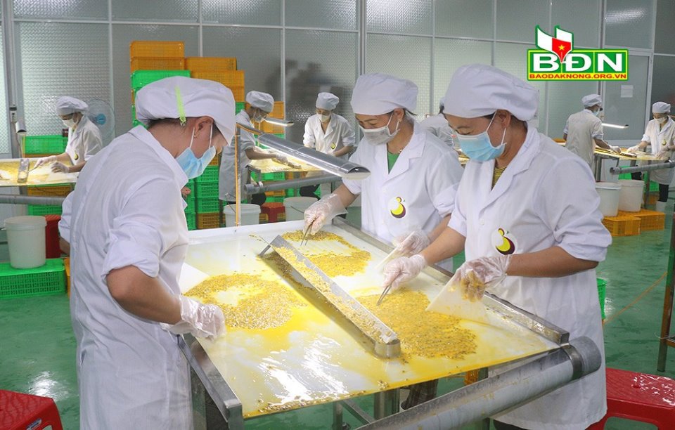 Công nhân chế biến chanh dây tại Nhà máy chế xuất chanh dây thuộc Công ty Cổ phần Đầu tư và Phát triển BAFooD (Cư Jút). Ảnh: NL