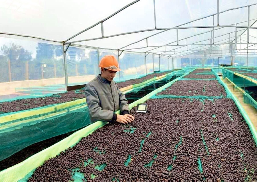 Khâu sơ chế và phơi xấy cà phê được HTX Ea Tân thực hiện theo quy trình chế biến cà phê đặc sản. Ảnh: TL
